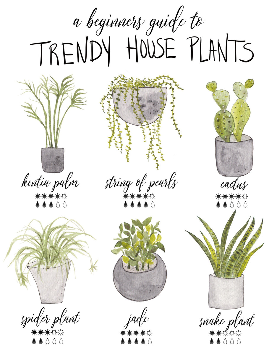 Trendy House Plants-Beginners Guide Art Print