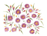 Floral Aster Purple Flowers Giclee Art Print