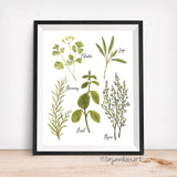 Culinary Herbs No. 1 - Giclee Art Print- Botanical Food Illustration