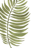 Palm Frond Green Pinnate-Floral Botanical Giclee Art Print