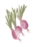 Turnips Vegetable Veggie - Giclee Art Print
