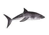 Sealife Series, Great White Shark- Art Print