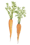 Carrot Duo Art Print