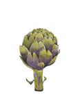 Artichoke Thistle- Giclee Art Print