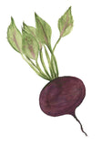 Beet Art Print - Giclee Kitchen Wall Art -Radish