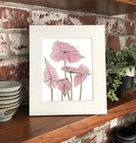 Caladium- Pink Splash Plant W/ Pink & Green Variegated Leaves - Giclee Art Print- Botanical Collection