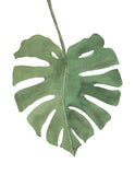 Monstera Deliciosa Plant Leaf- Giclee Art Print- Botanical