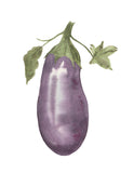 Eggplant Aubergine Giclee Art Print- Botanical Food Illustration