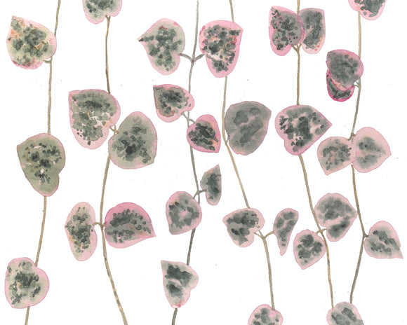 String of Hearts Ceropegia Woodii Plant W/ Pink & Green Variegated Leaves - Giclee Art Print- Botanical Collection