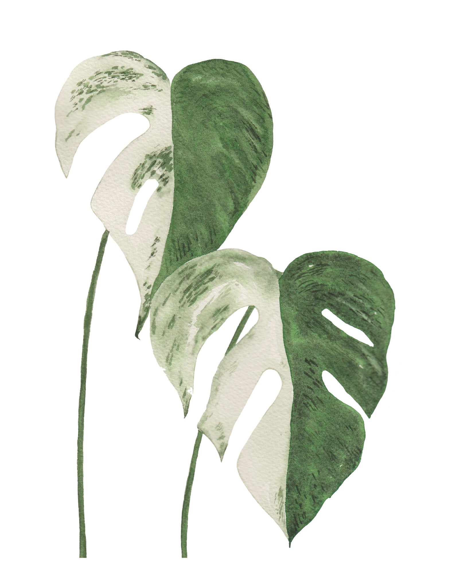 monstera art Monstera Variegata Plant Leaf- Giclee Art Print- Botanical