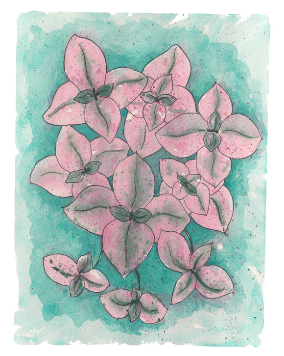 Callisia Pink Lady W/ Pink & Green Variegated Leaves Plant Leaf- Giclee Art Print- Botanical