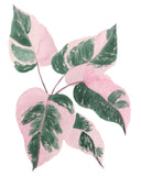NEW Pink Princess Philodendron 11 x 14” Original Watercolor Painting- Pink & Green Mini Houseplant Collection