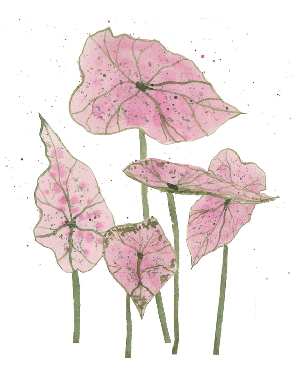 Caladium- Pink Splash Plant W/ Pink & Green Variegated Leaves - Giclee Art Print- Botanical Collection