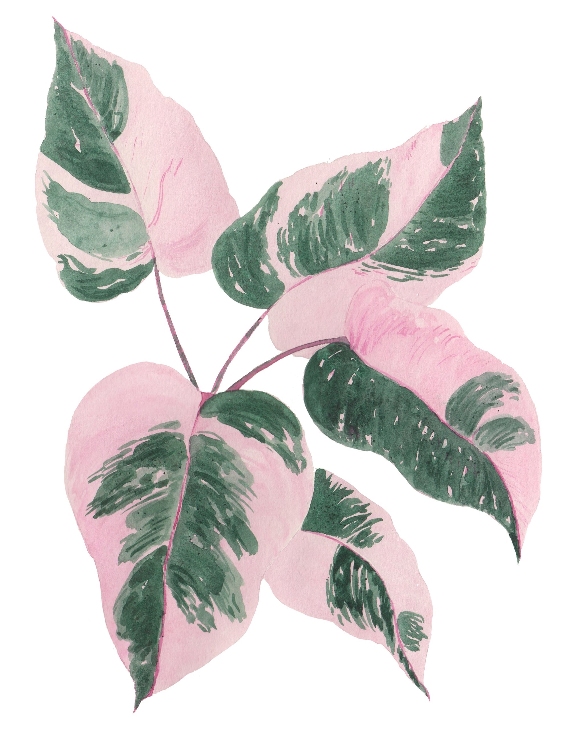 Philodendron Pink Princess Plant W/ Pink & Green Variegated Leaves -Gi   Aqua Hue Designs by Tonja Wilcox