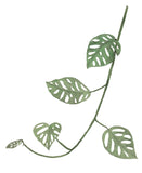 Monstera Adansonii Plant Leaves- Giclee Art Print- Botanical Swiss Cheese