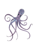 Sealife Series, Octopus- Art Print